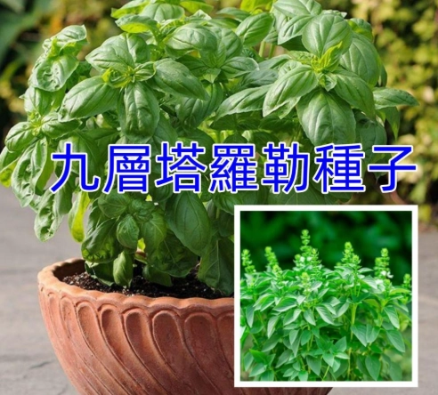 九層塔種子發芽技巧