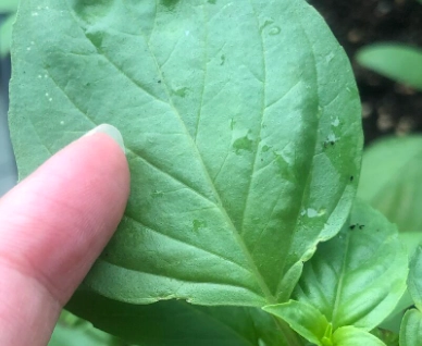 九層塔枯黃 九層塔枯黃