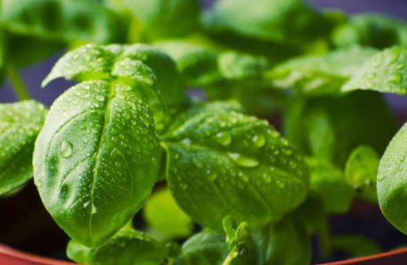 九層塔葉子變黑 九層塔葉子變黑