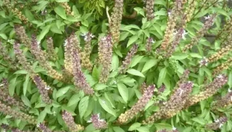 九層塔開花不長葉原因 九層塔開花不長葉原因