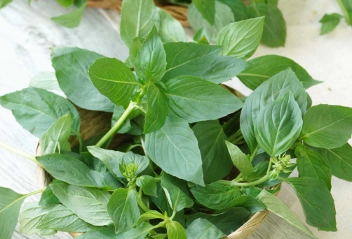 九層塔購買指南 九層塔購買指南