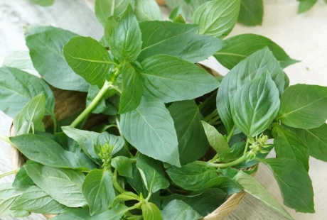 九層塔葉子皺皺的原因 九層塔葉子皺皺的原因