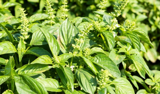 九層塔修剪方法 九層塔修剪方法