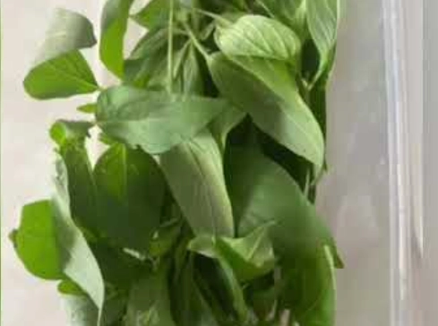 九層塔保鮮技巧