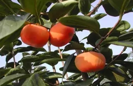 柿子栽培技術 柿子栽培技術