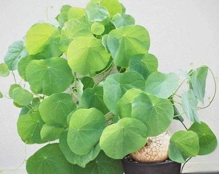 山烏龜爛根處理