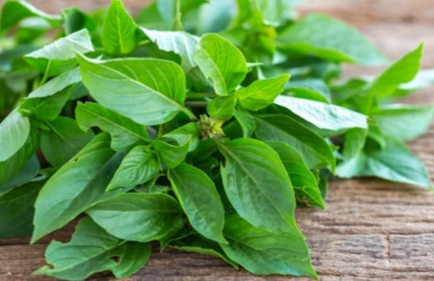 如何挑選新鮮九層塔 如何挑選新鮮九層塔