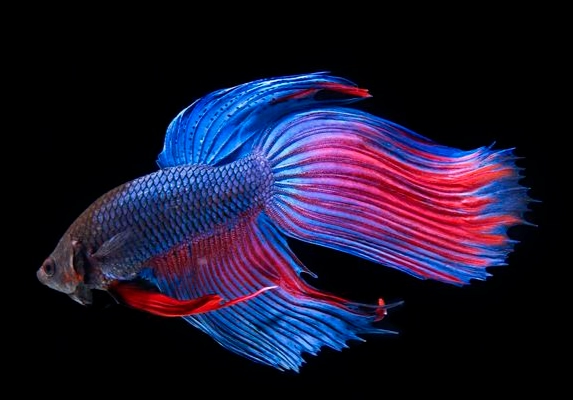 鬥魚壽命 鬥魚壽命