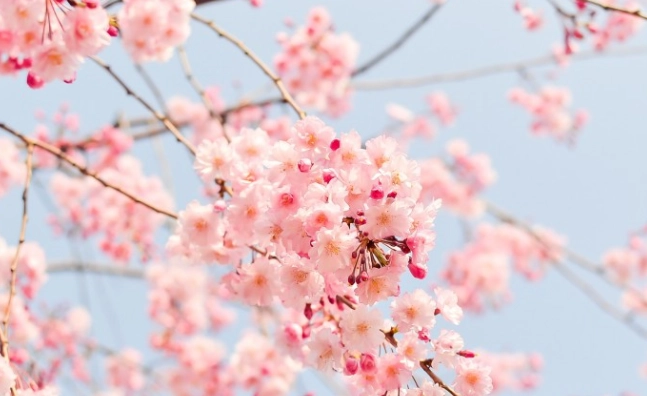 九層塔修剪 九層塔修剪