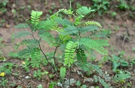 雞骨草涼茶好處 雞骨草涼茶好處