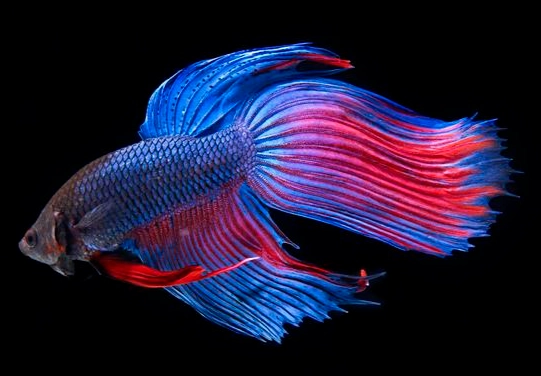 鬥魚壽命影響因素 鬥魚壽命影響因素