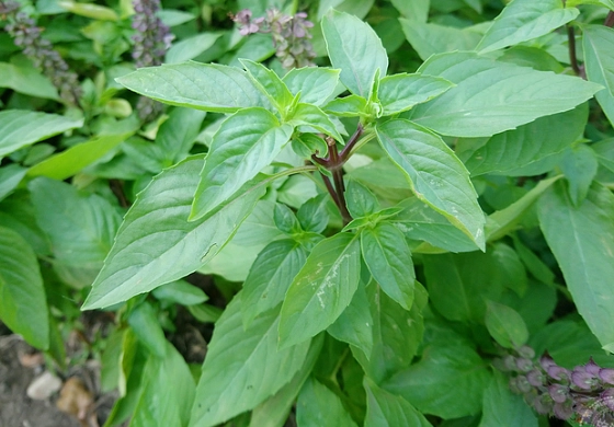 羅勒授粉技巧 羅勒授粉技巧