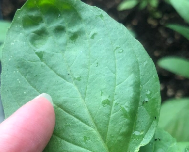 九層塔種植問題 九層塔種植問題