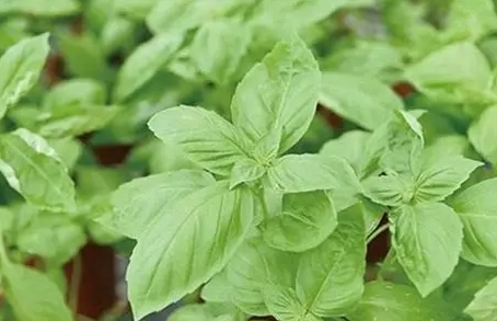 羅勒種植方法 羅勒種植方法