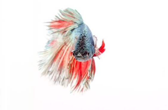 鬥魚壽命 鬥魚壽命