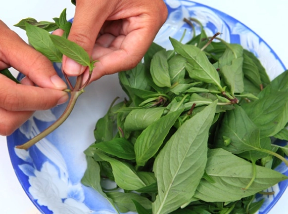 新鮮九層塔保存 新鮮九層塔保存