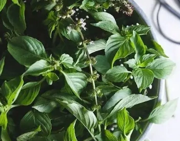 九層塔開花處理方法 九層塔開花處理方法