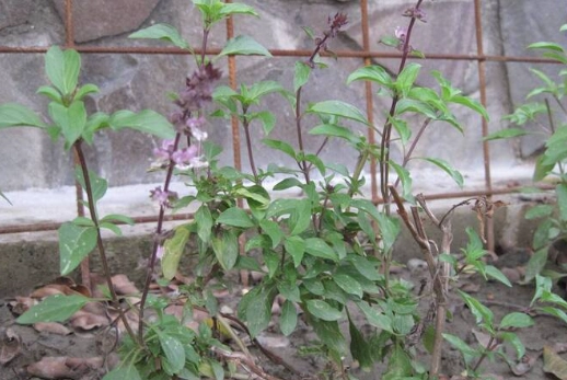 九層塔挑選技巧 九層塔挑選技巧