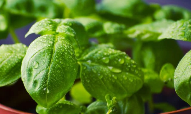 九層塔摘心時機