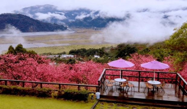 櫻花溫泉季節 櫻花溫泉季節