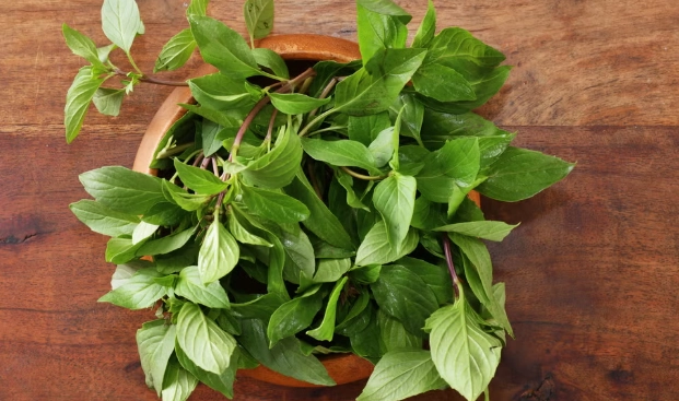 九層塔變黑原因 九層塔變黑原因