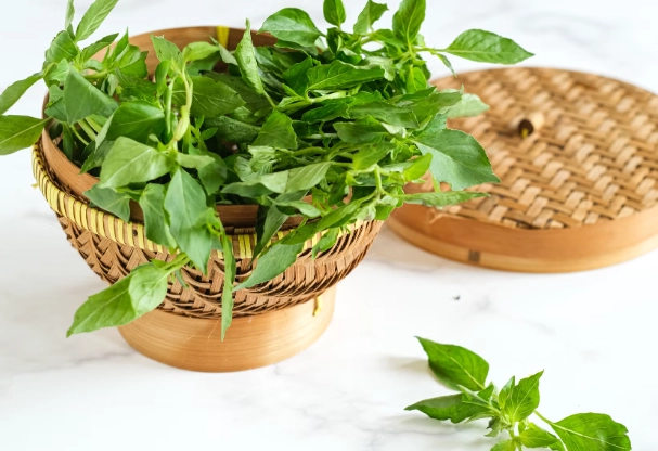 九層塔食用安全 九層塔食用安全