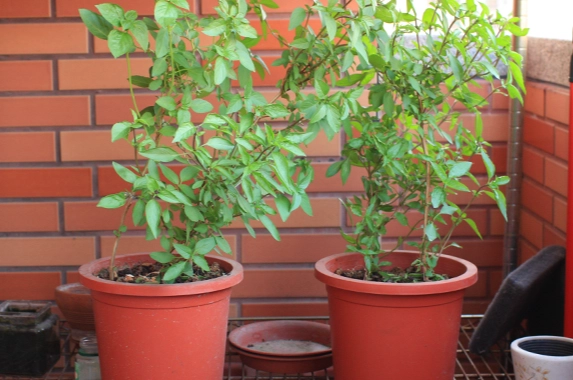 九層塔摘心時機