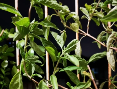 九層塔採收時機 九層塔採收時機