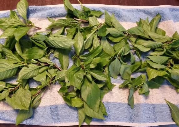 新鮮九層塔保存 新鮮九層塔保存