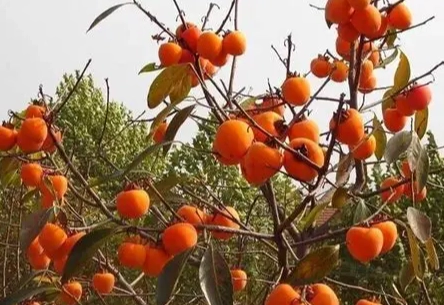 柿子栽培技術 柿子栽培技術