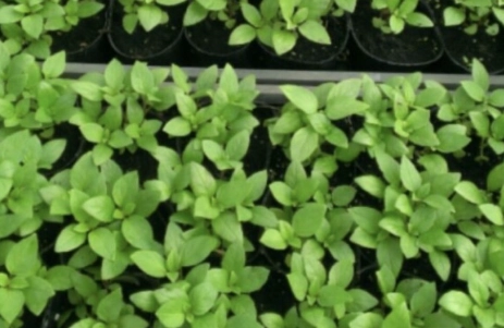 九層塔種植土質