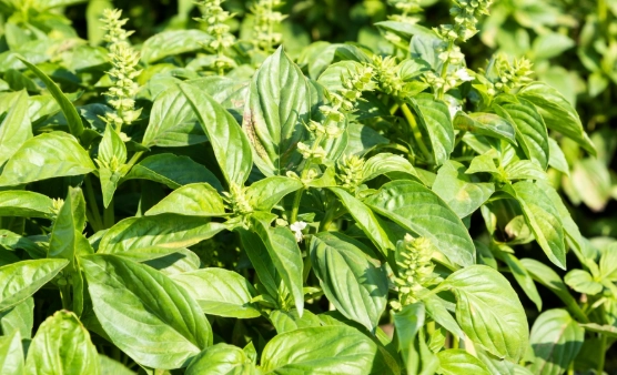 九層塔購買指南 九層塔購買指南