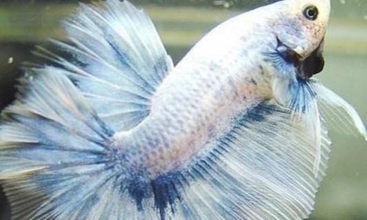 延長鬥魚壽命方法 延長鬥魚壽命方法