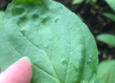 九層塔葉子皺皺的原因 九層塔葉子皺皺的原因