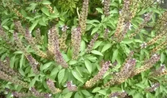 九層塔種植 九層塔種植