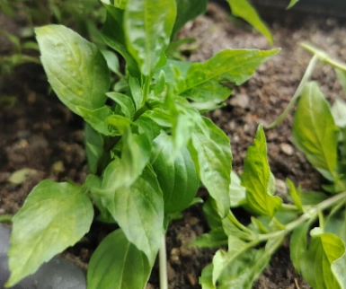 九層塔收成時機