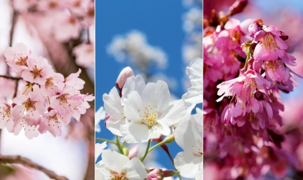 九層塔開花處理 九層塔開花處理