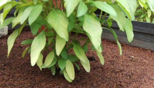 九層塔種植技巧 九層塔種植技巧