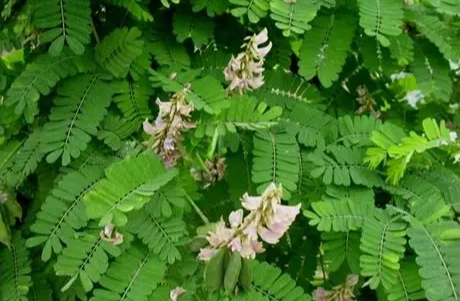 雞骨草副作用 雞骨草副作用