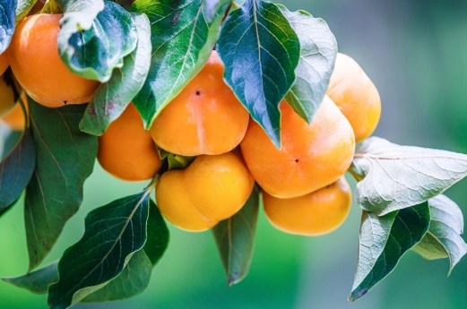 柿子產區推薦 柿子產區推薦