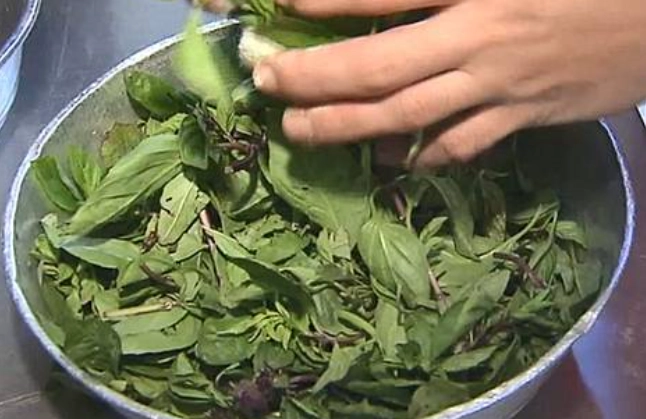 九層塔保存方法