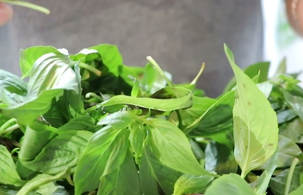 九層塔保存 九層塔保存