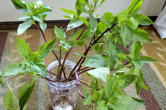 九層塔栽培季節