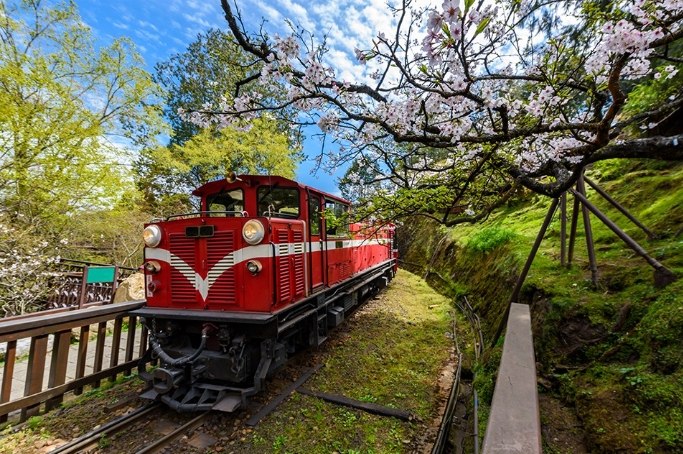 阿里山風景拍攝 阿里山風景拍攝
