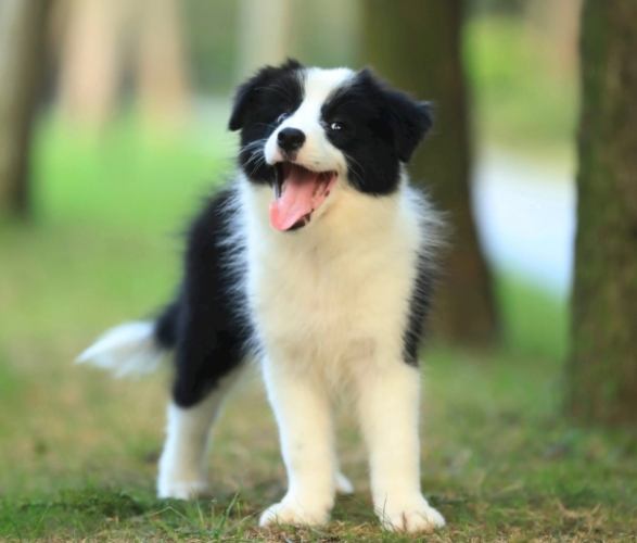 狗狗臨終前準備 狗狗臨終前準備