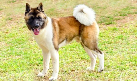 秋田犬飼養困難 秋田犬飼養困難