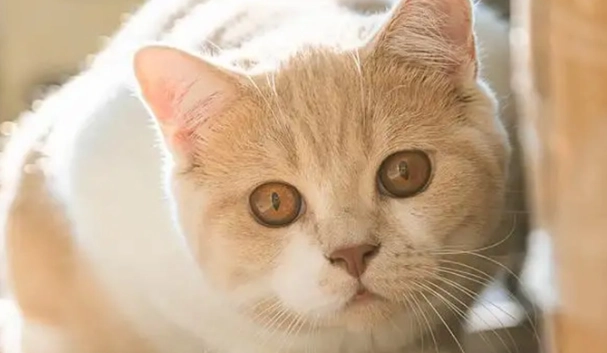 短鼻貓健康問題