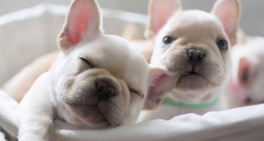 法國鬥牛犬性格