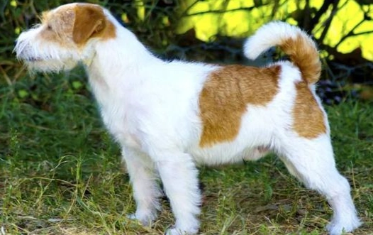 傑克羅素犬性格
