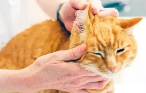 貓淚管阻塞處理